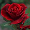 FX_rose FX_rose