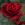 FX_rose FX_rose